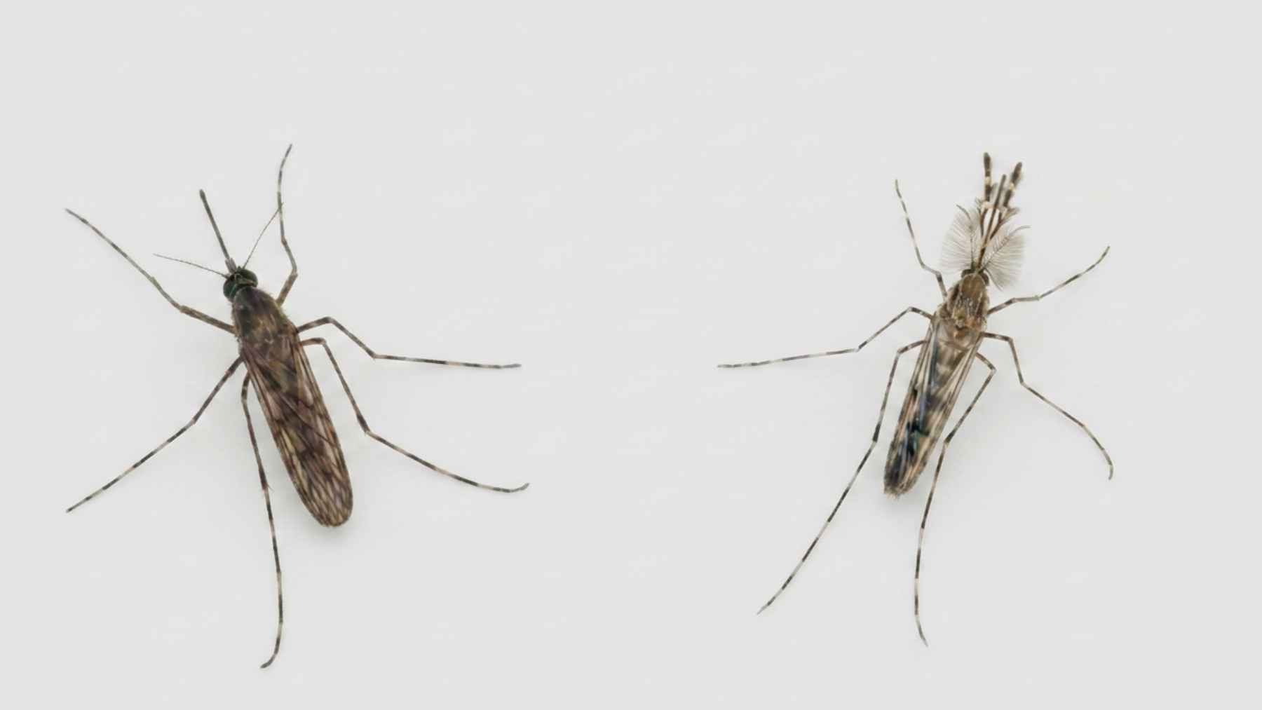 iceland-mosquito-culiseta-annulata-male-female.jpg